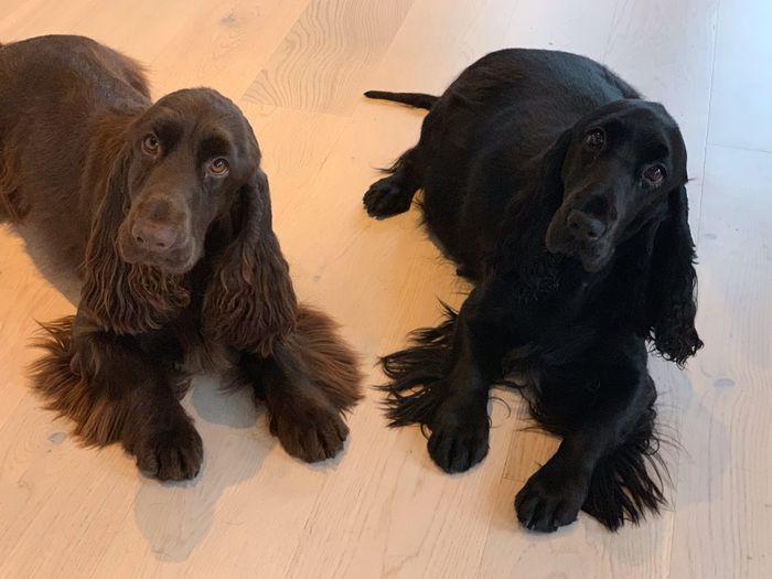 Lilje og Emma.......en uten og en med :-) 