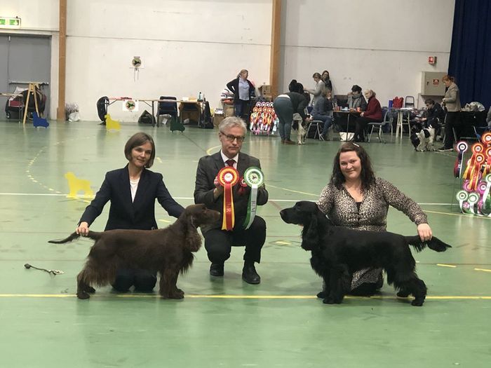 Molly og Mario, BIR og BIM på NSK avd Oslo og Akershus sin utstilling i Letohallen.